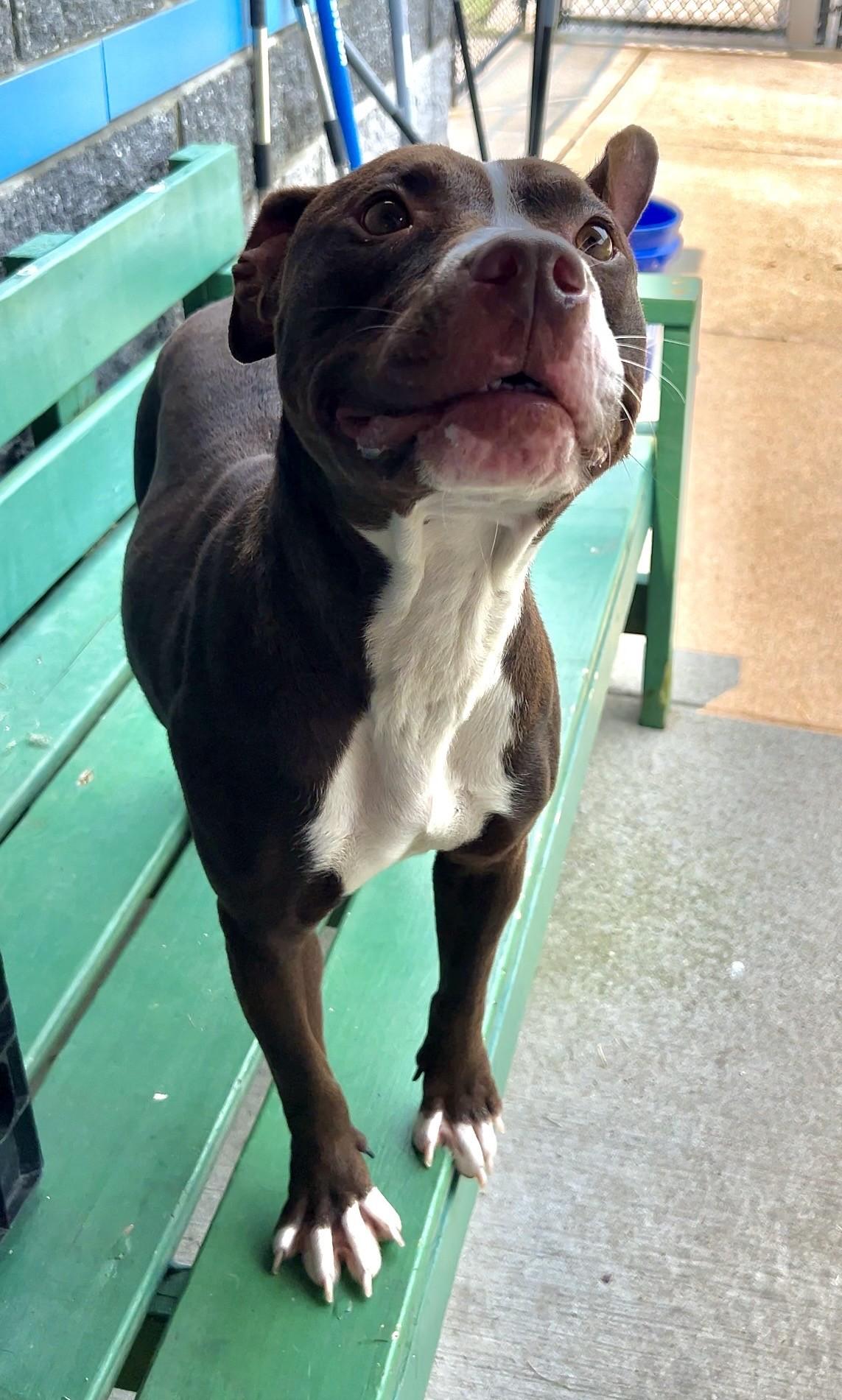 Enlarge Puddin', a ADOPTABLE Pit Bull Terrier in Suffolk, VA image 1/4