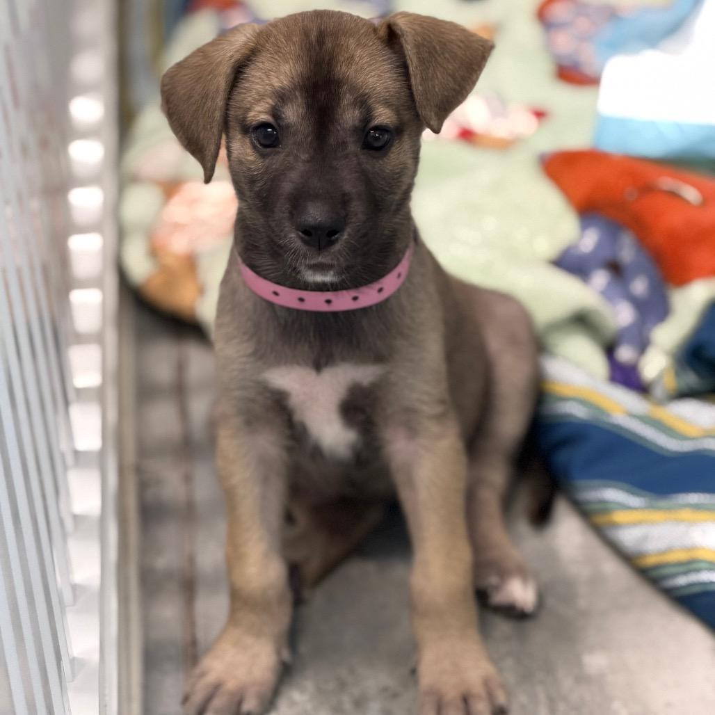 HERA, Adoptable, Puppy Female Great Dane & German Shepherd Dog.
