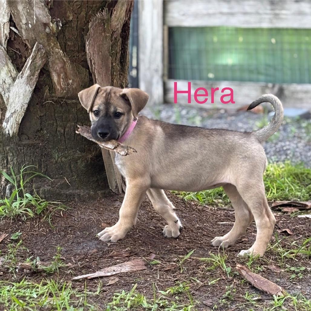 HERA, a Adoptable mixed breed in Wellington, FL image 2/6