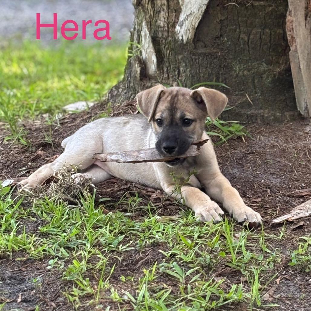 HERA, a Adoptable mixed breed in Wellington, FL image 3/6