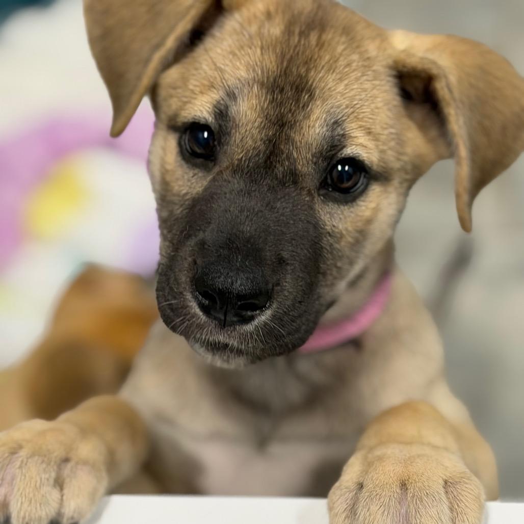 HERA, a Adoptable mixed breed in Wellington, FL image 4/6