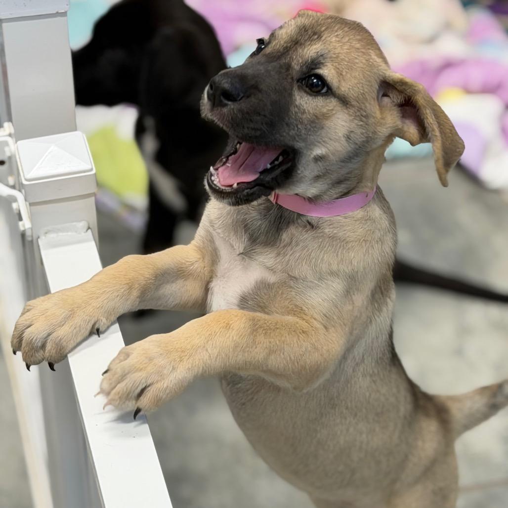 HERA, a Adoptable mixed breed in Wellington, FL image 5/6