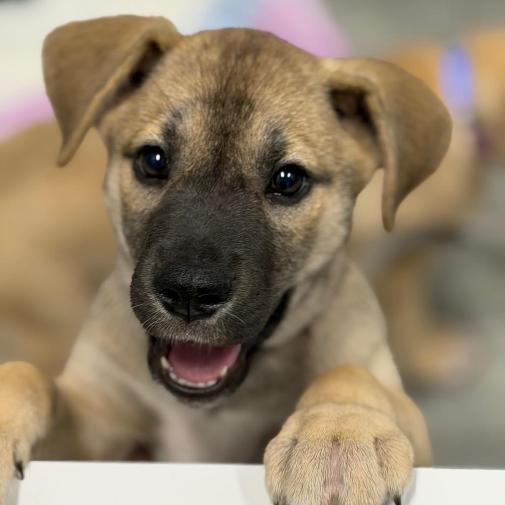 HERA, a Adoptable mixed breed in Wellington, FL image 6/6