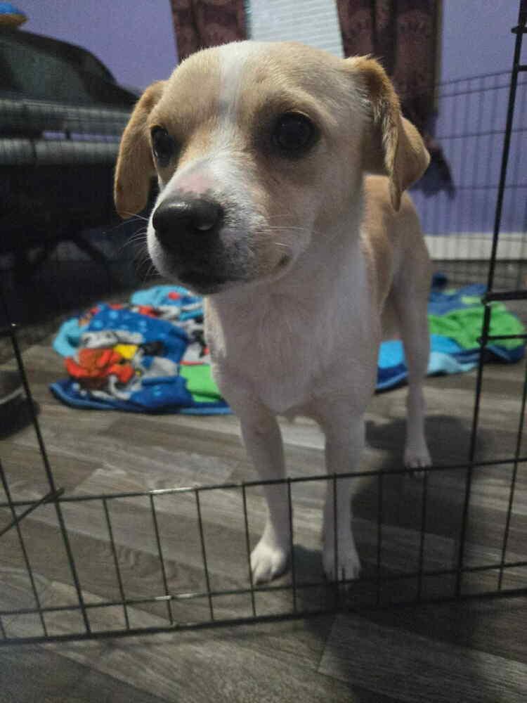 Pugsley Poo, Adoptable, Adult Male Terrier & Chihuahua.