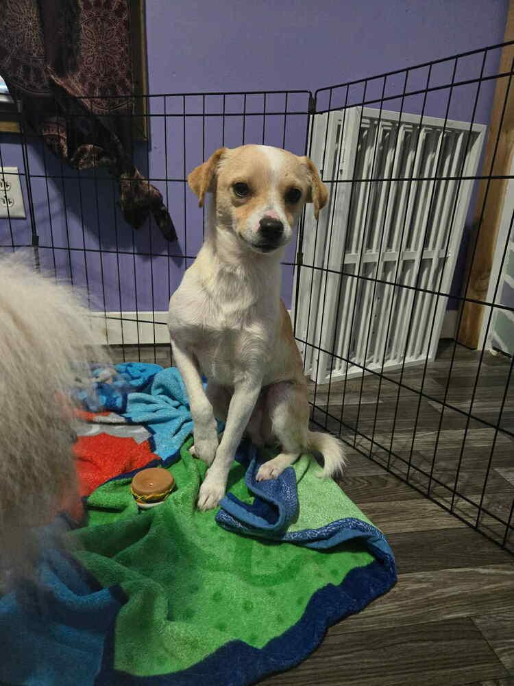 Enlarge Pugsley Poo, a Adoptable mixed breed in Aurora, IN image 2/5