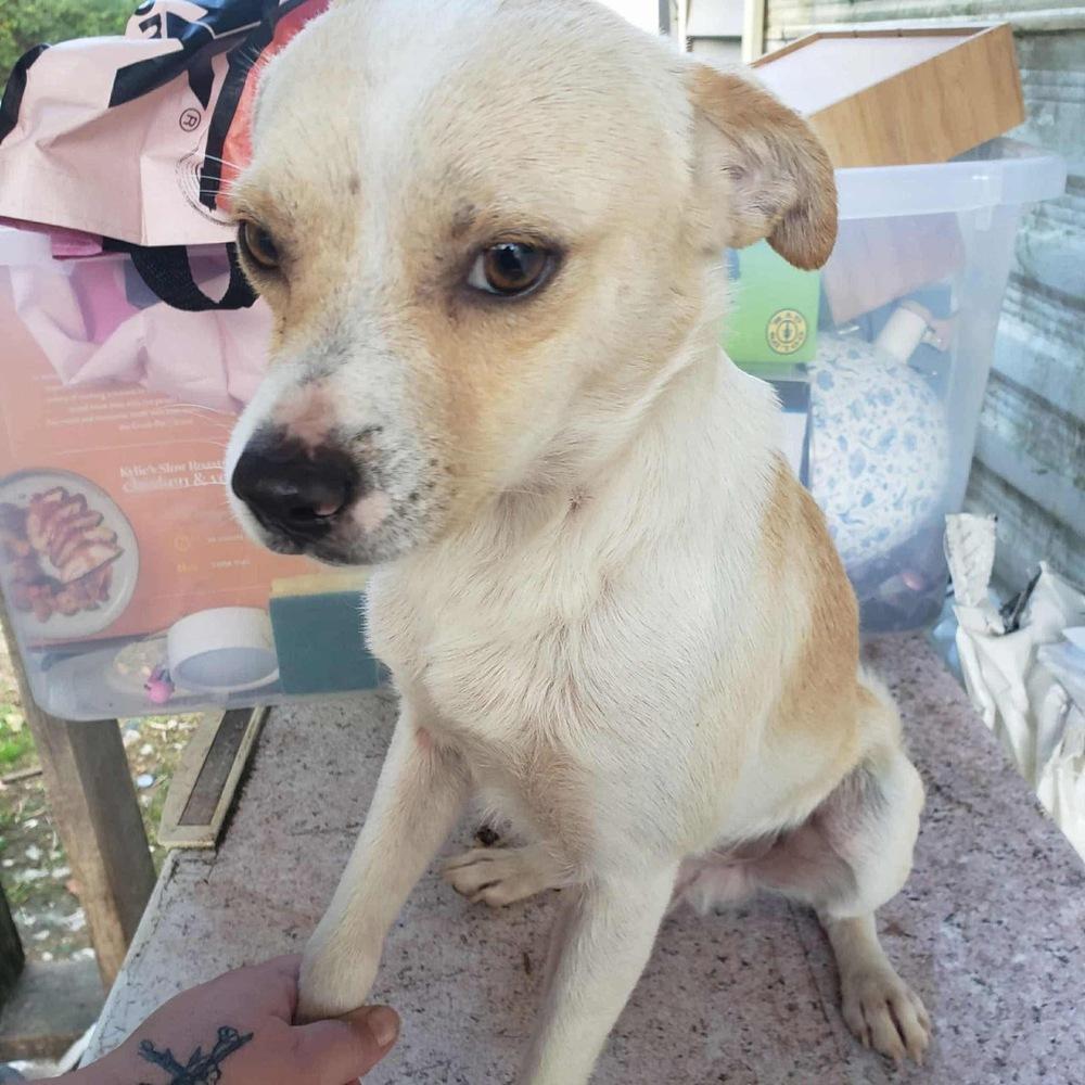 Enlarge Pugsley Poo, a Adoptable mixed breed in Aurora, IN image 3/5