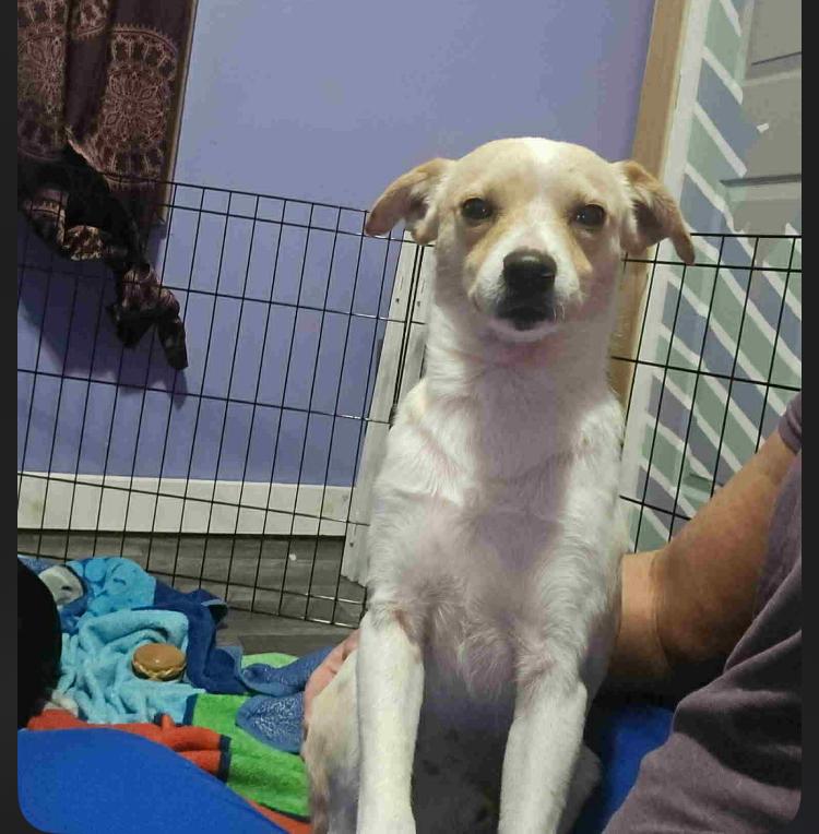 Enlarge Pugsley Poo, a Adoptable mixed breed in Aurora, IN image 4/5