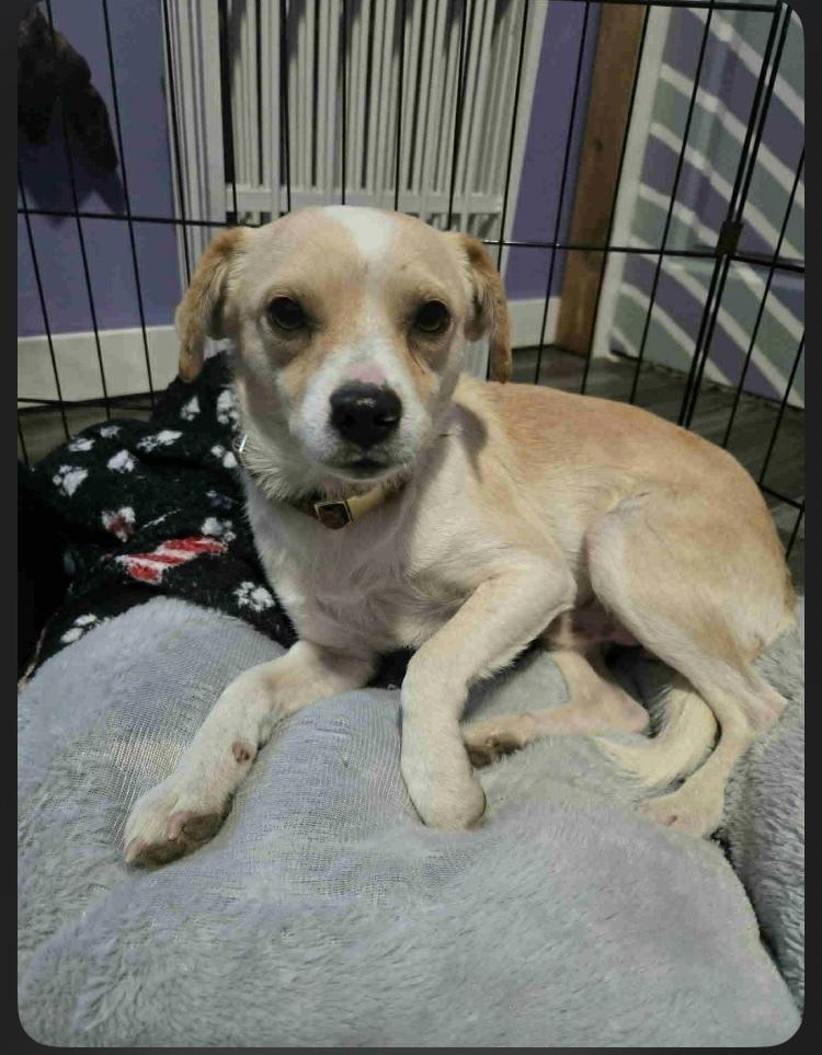 Enlarge Pugsley Poo, a Adoptable mixed breed in Aurora, IN image 5/5