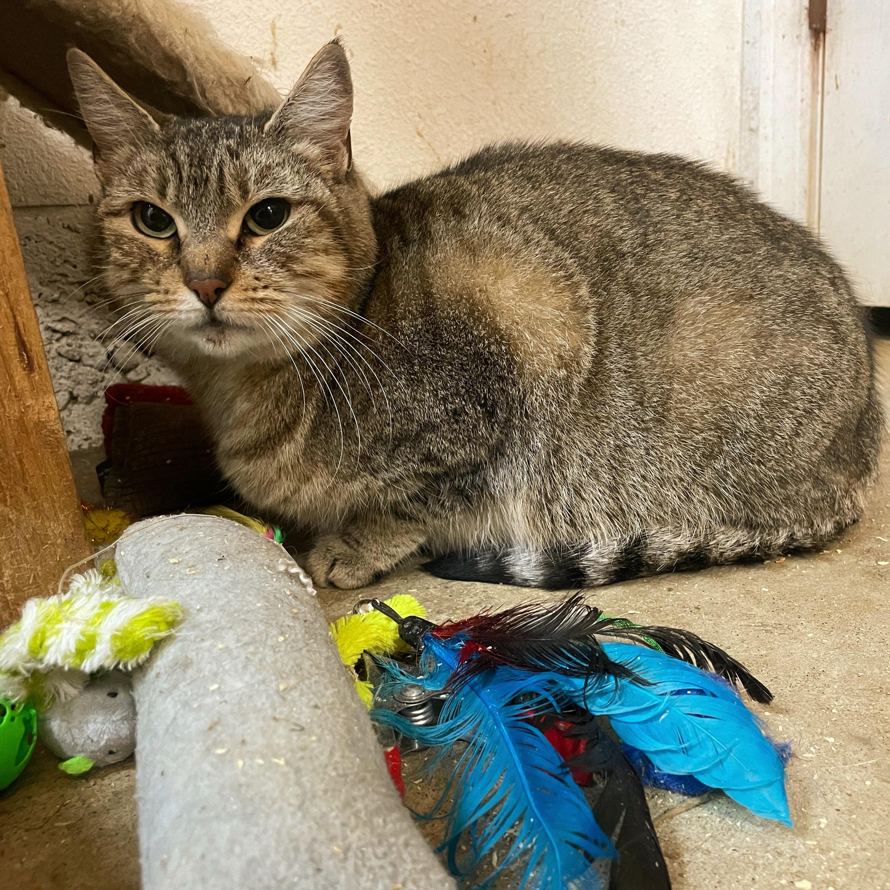 Darby, Adoptable, Adult Female Abyssinian & Tabby.