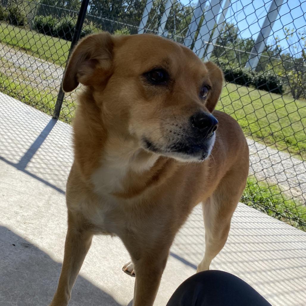 Nala - 082905T, Adoptable, Adult Female Labrador Retriever.