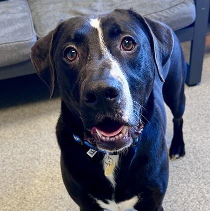 Enlarge Feliz, an adoptable mixed breed in Lansing, MI image 1/4