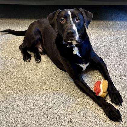 Enlarge Feliz, an adoptable mixed breed in Lansing, MI image 2/4