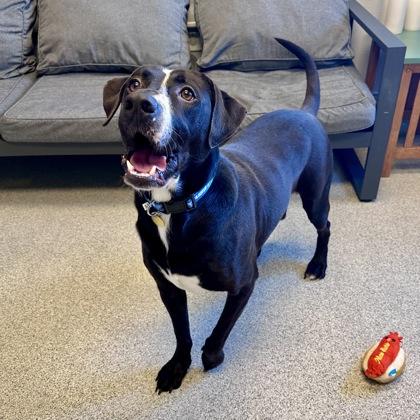 Enlarge Feliz, an adoptable mixed breed in Lansing, MI image 3/4