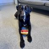 Enlarge Feliz, an adoptable mixed breed in Lansing, MI image 4/4