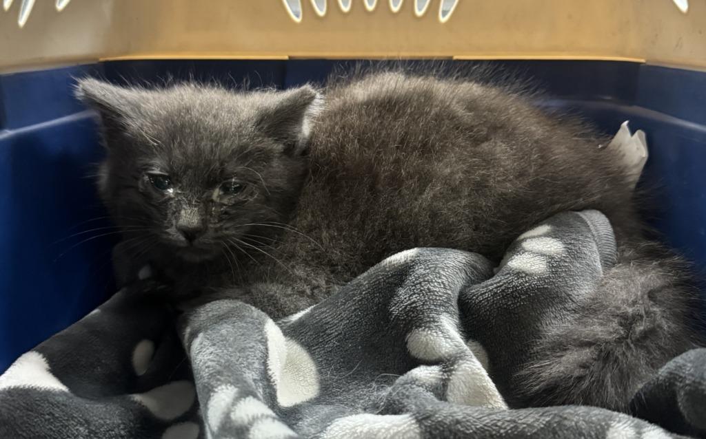 Reba, Adoptable, Kitten Female Domestic Medium Hair.
