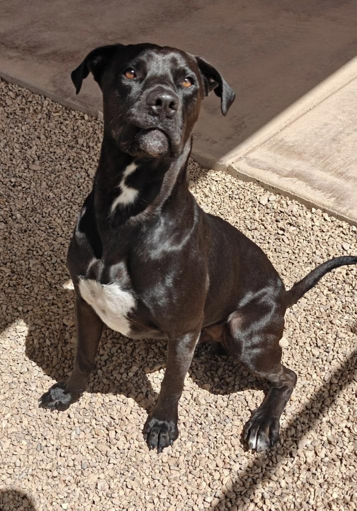 Ripley, Adoptable, Adult Male Mixed Breed.