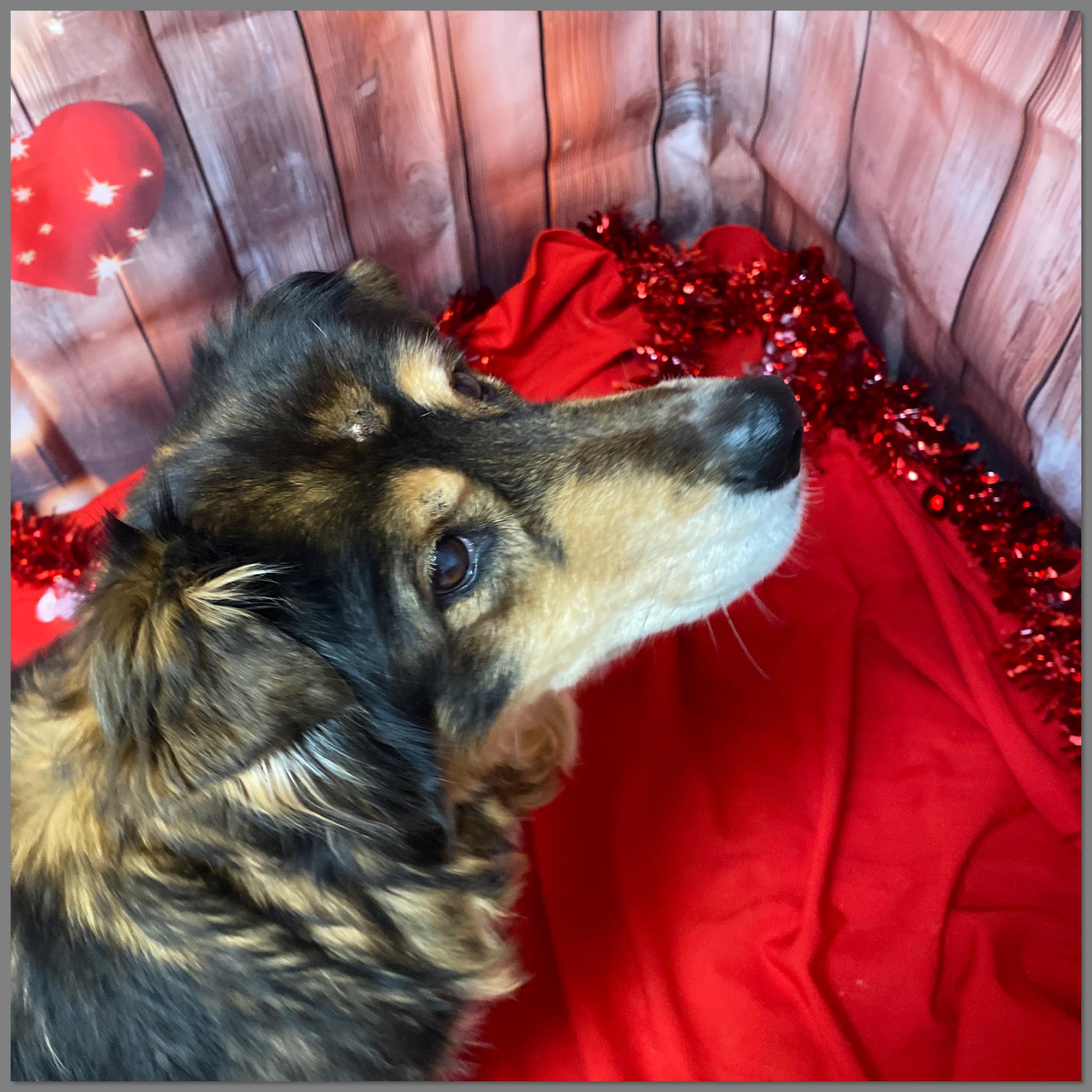 Enlarge Nicki, an adopted mixed breed in Elyria, OH image 4/4