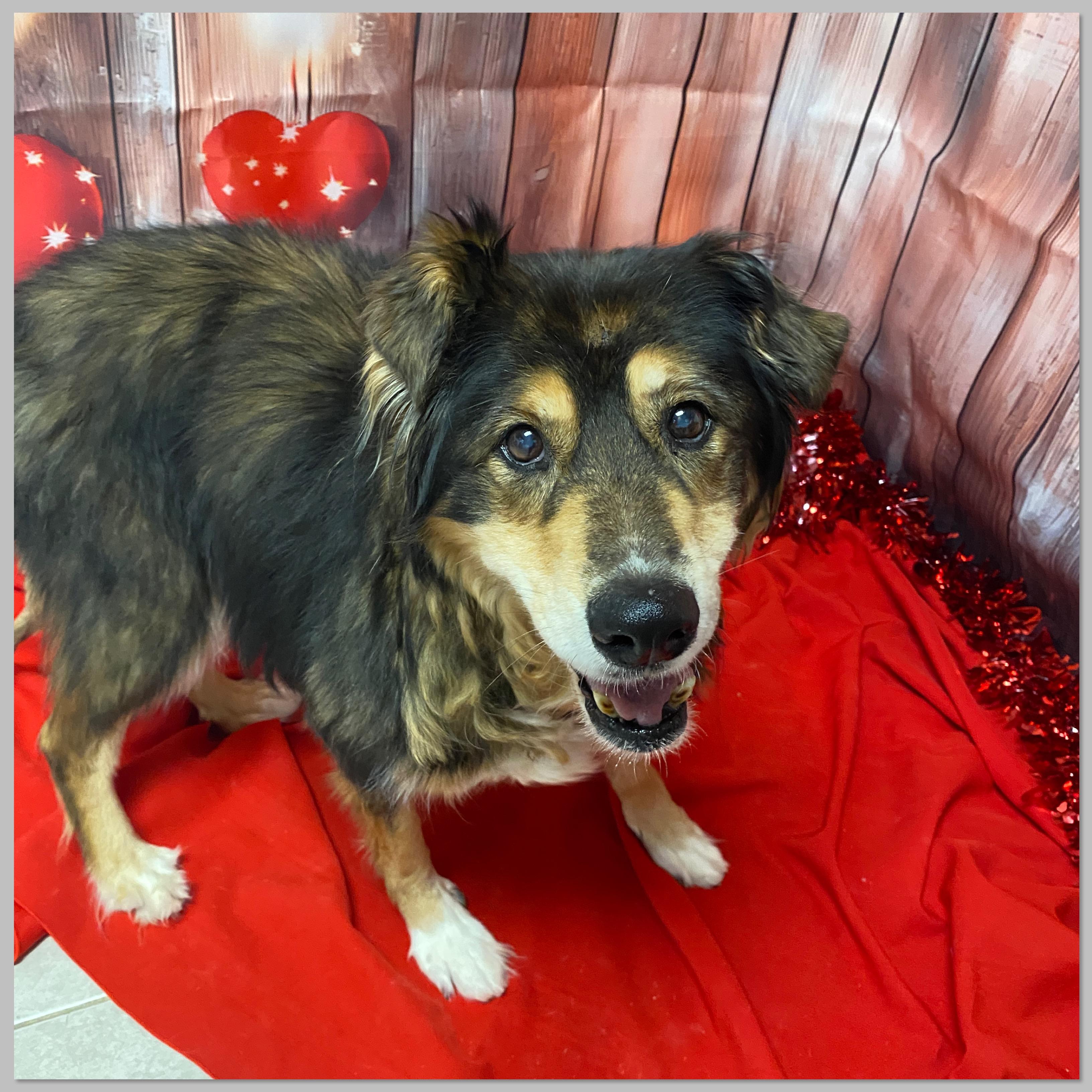 Enlarge Nicki, an adopted mixed breed in Elyria, OH image 2/4