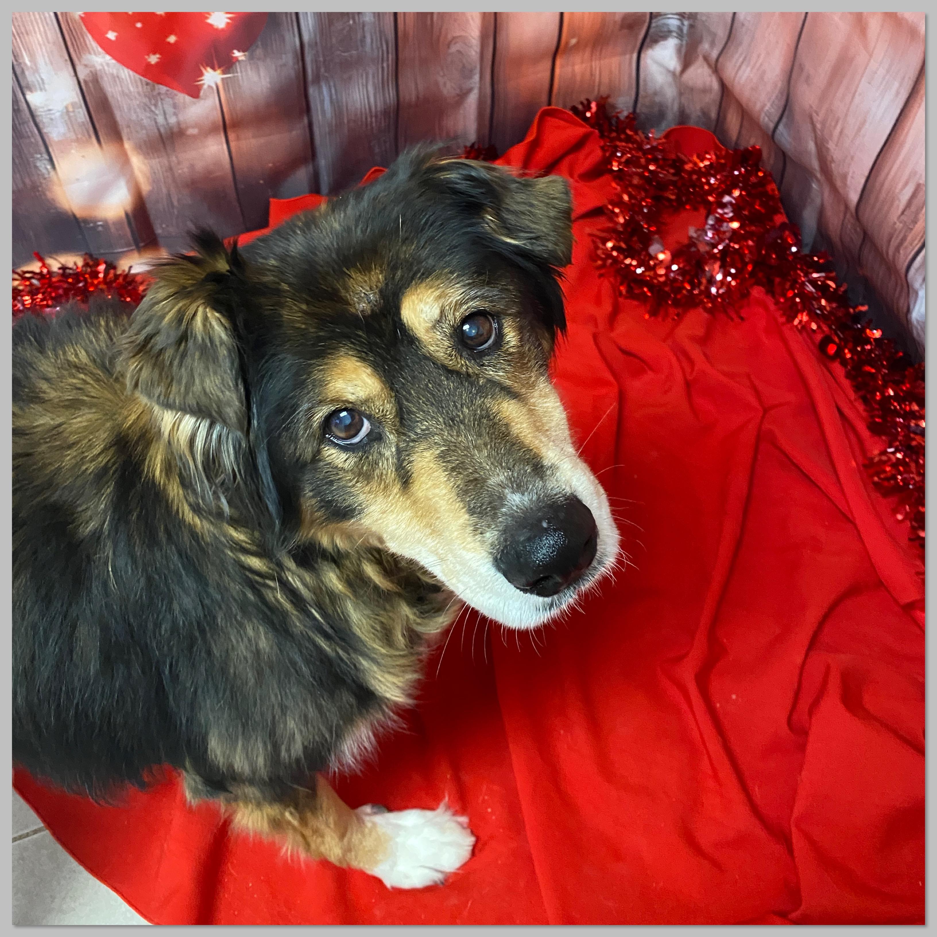 Enlarge Nicki, an adopted mixed breed in Elyria, OH image 1/4