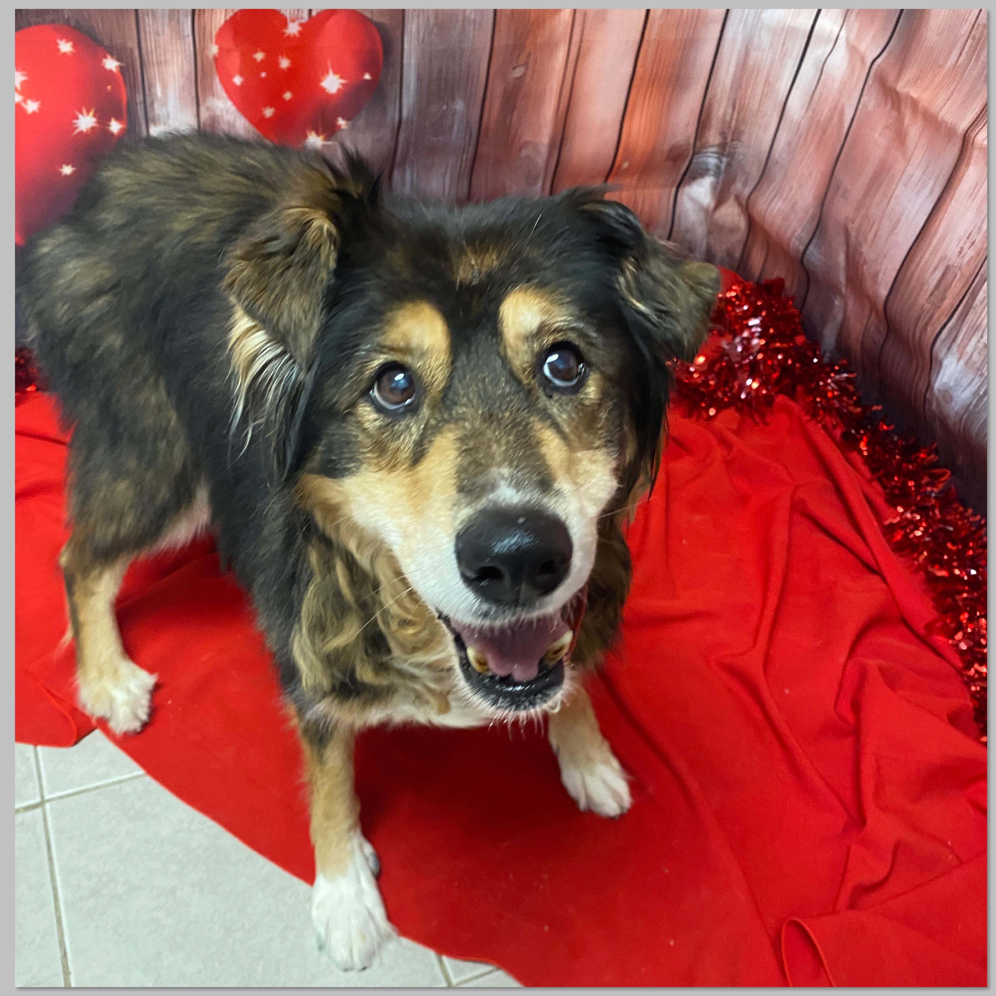 Enlarge Nicki, an adopted mixed breed in Elyria, OH image 3/4