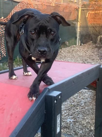 Queen, Adoptable, Young Female Pit Bull Terrier & Mixed Breed.