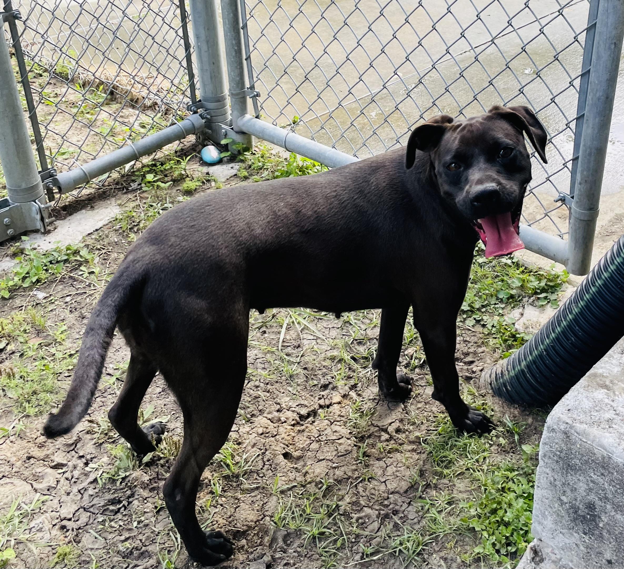Enlarge Joni (formerly Stormy), a Adoptable mixed breed in Seabrook, TX image 4/5