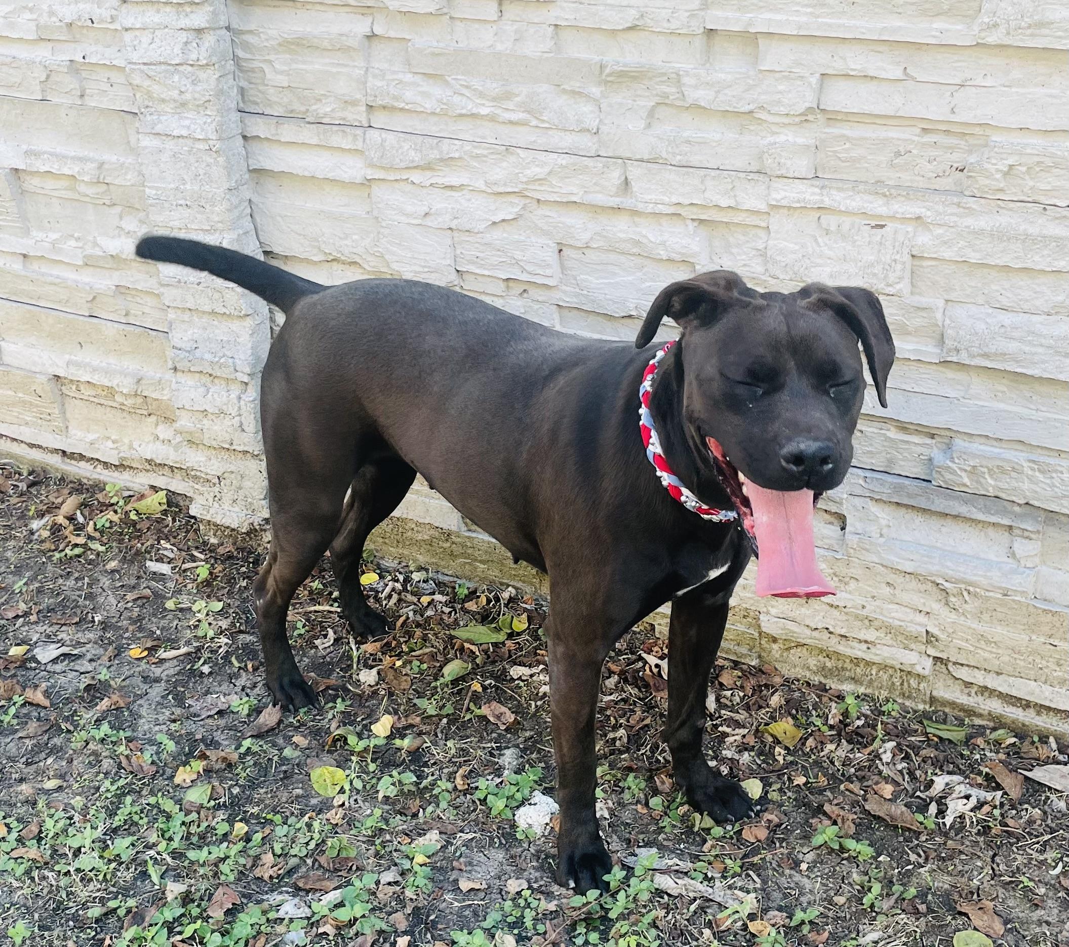 Stormy, Adoptable, Adult Female Black Labrador Retriever & Pit Bull Terrier.