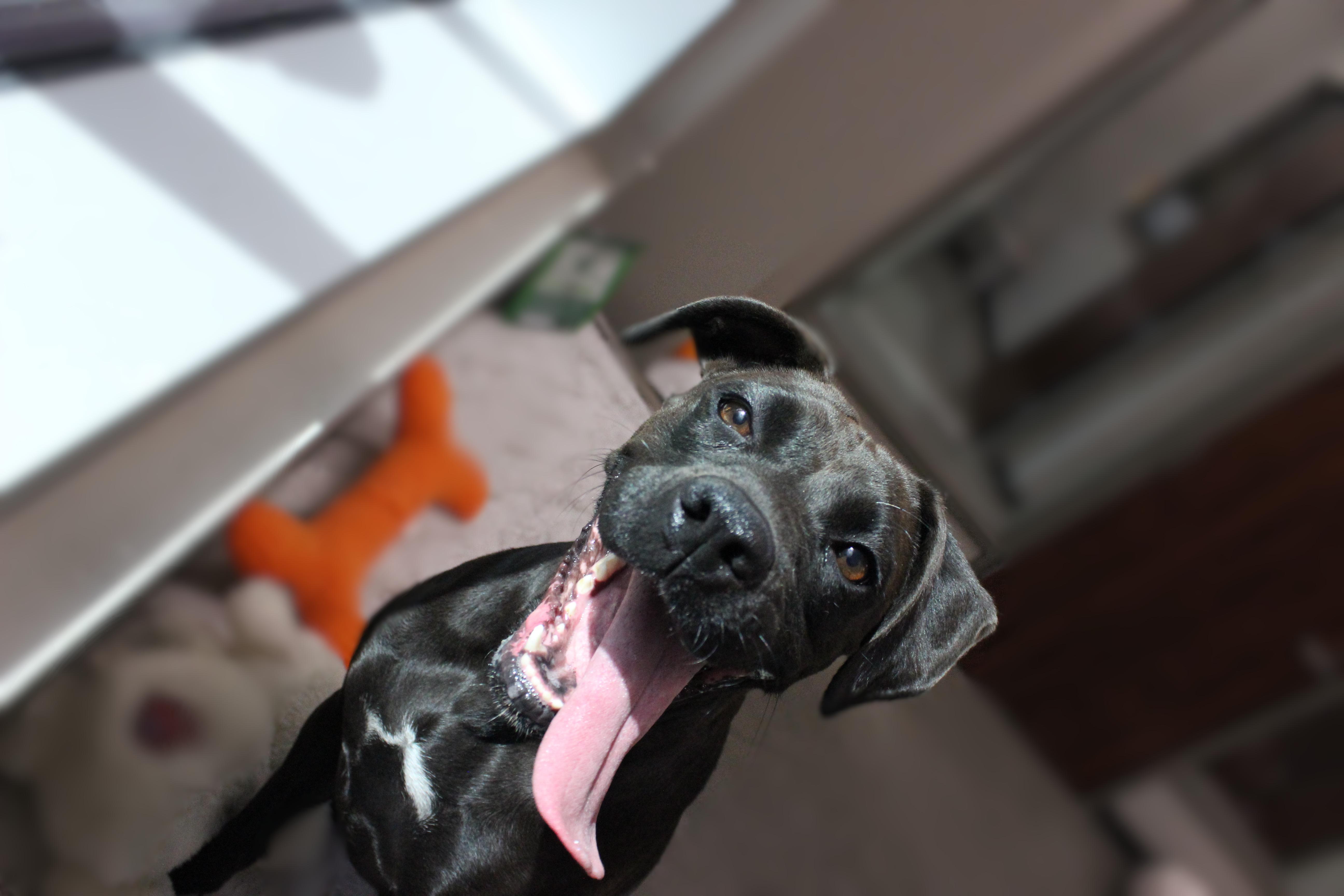 Enlarge Stormy, a Adoptable mixed breed in Seabrook, TX image 3/6