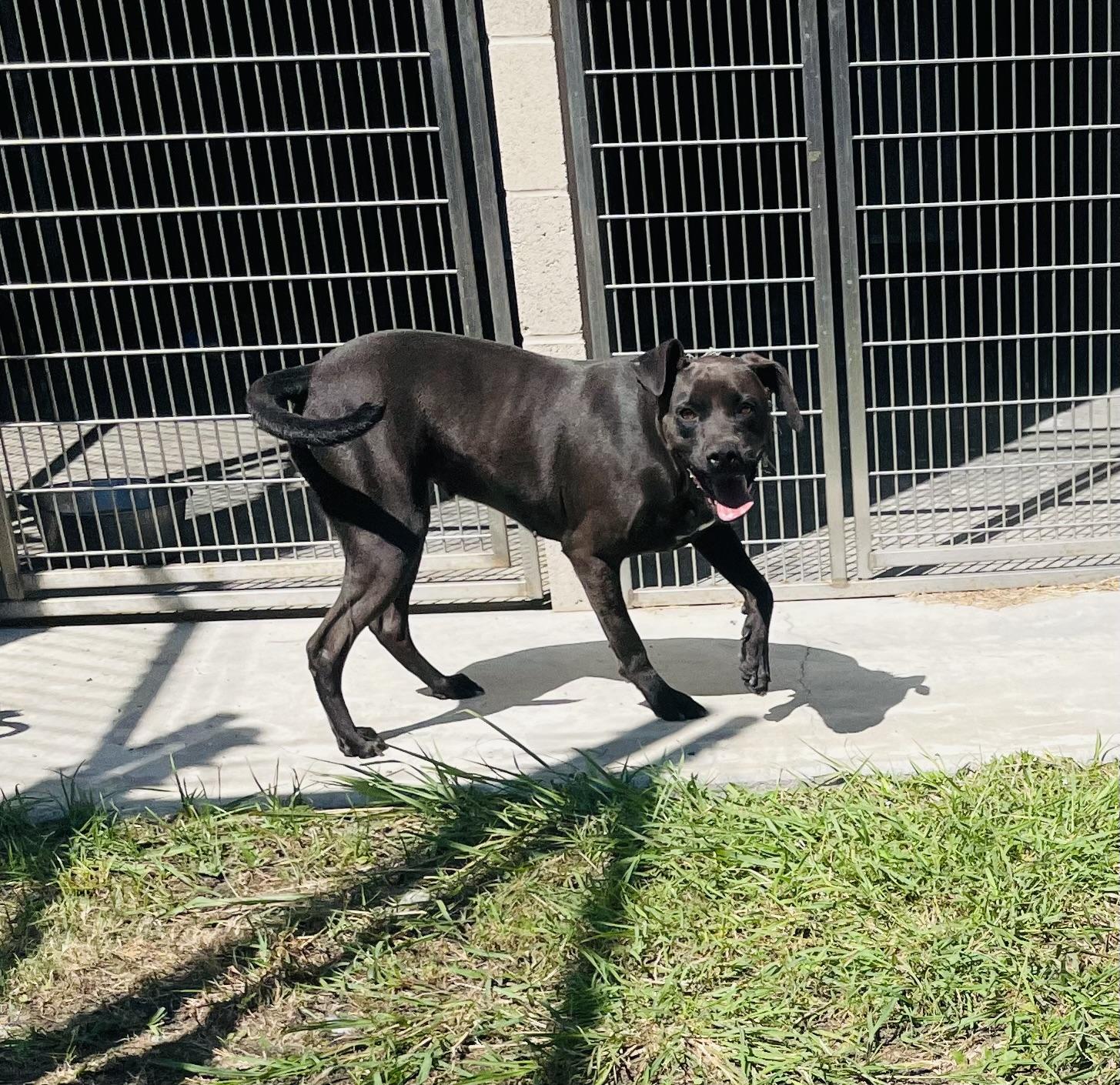 Enlarge Stormy, a Adoptable mixed breed in Seabrook, TX image 5/5