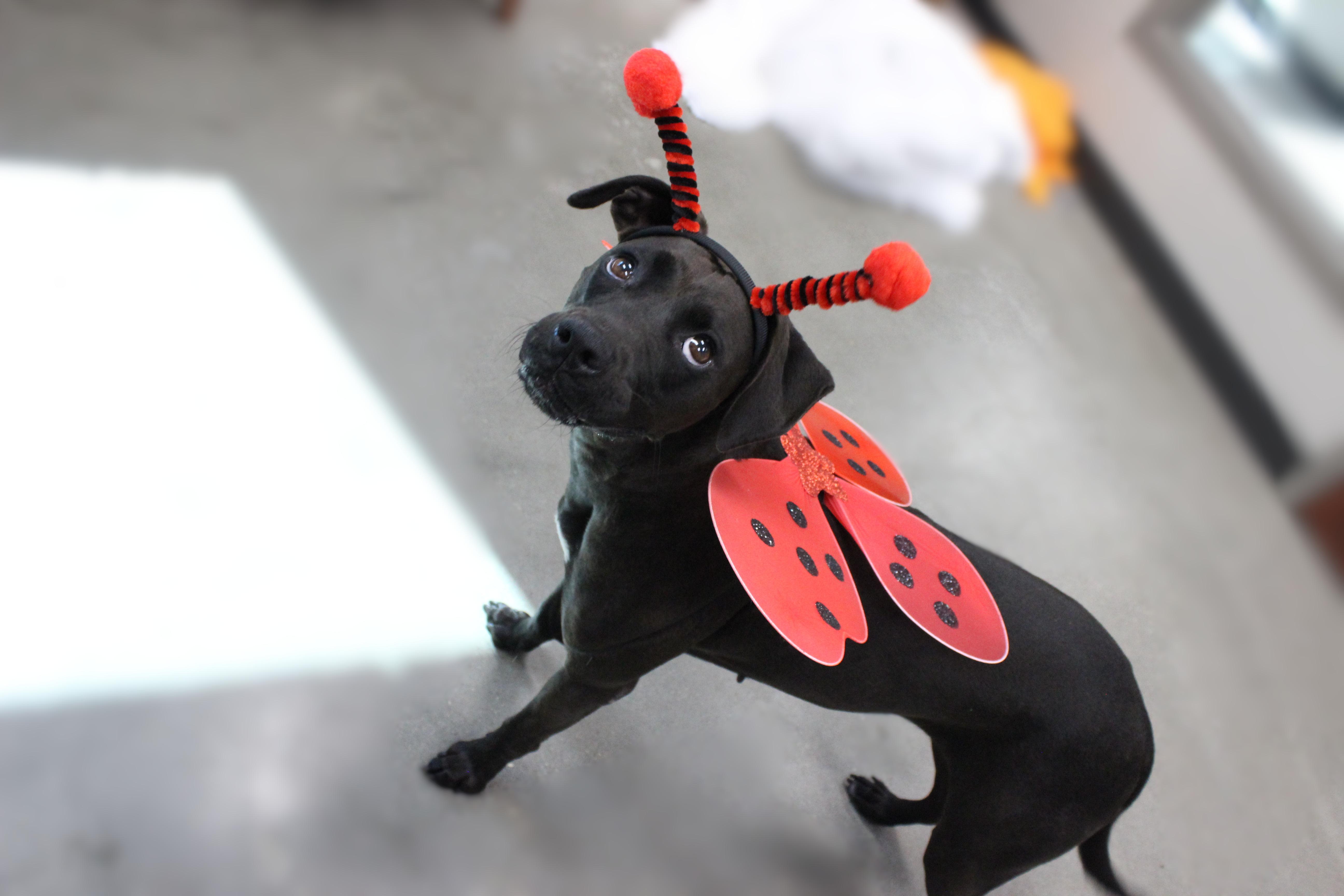 Enlarge Stormy, a Adoptable mixed breed in Seabrook, TX image 2/6