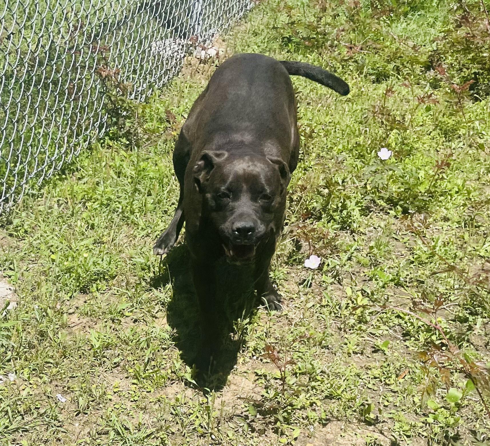 Enlarge Joni (formerly Stormy), a Adoptable mixed breed in Seabrook, TX image 5/5