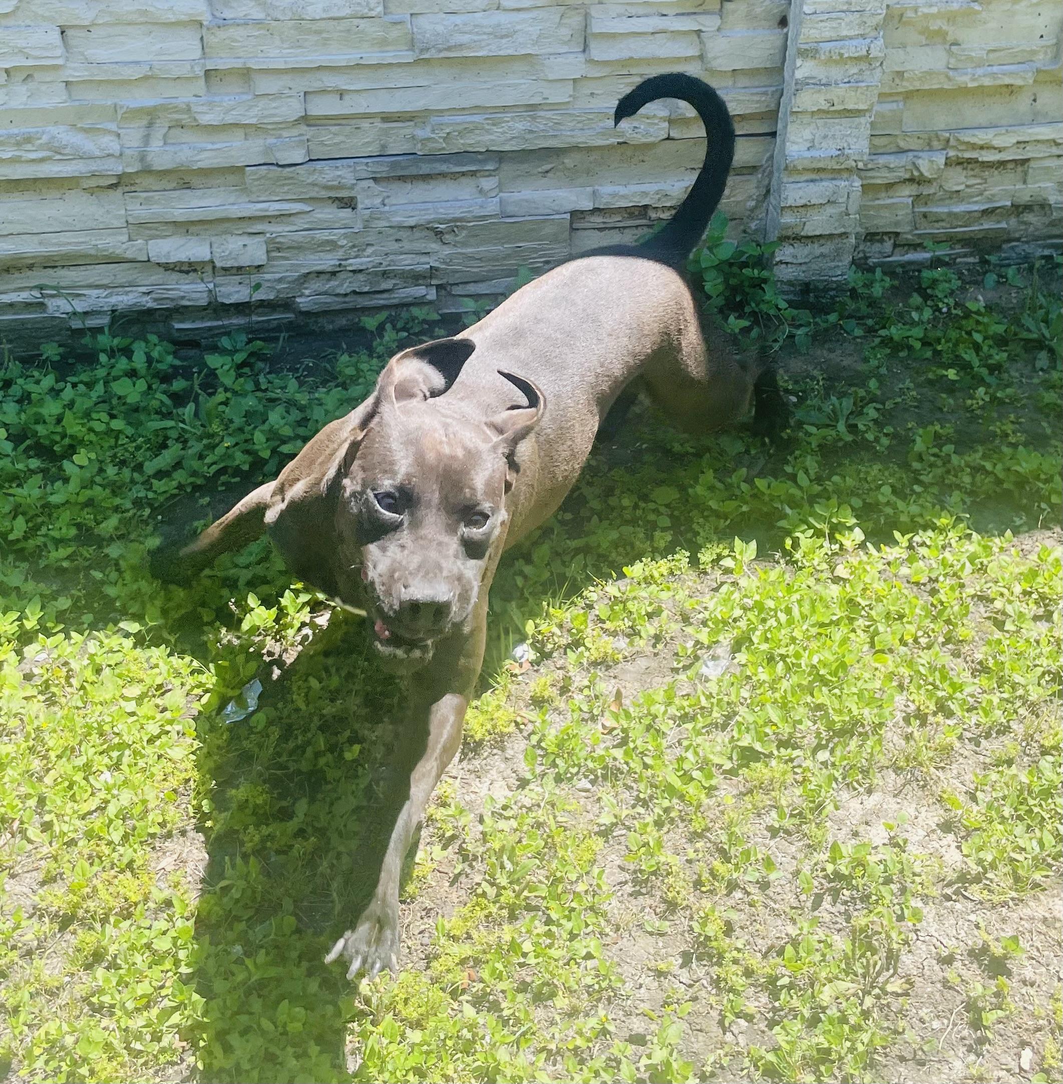 Enlarge Joni (formerly Stormy), a Adoptable mixed breed in Seabrook, TX image 3/5