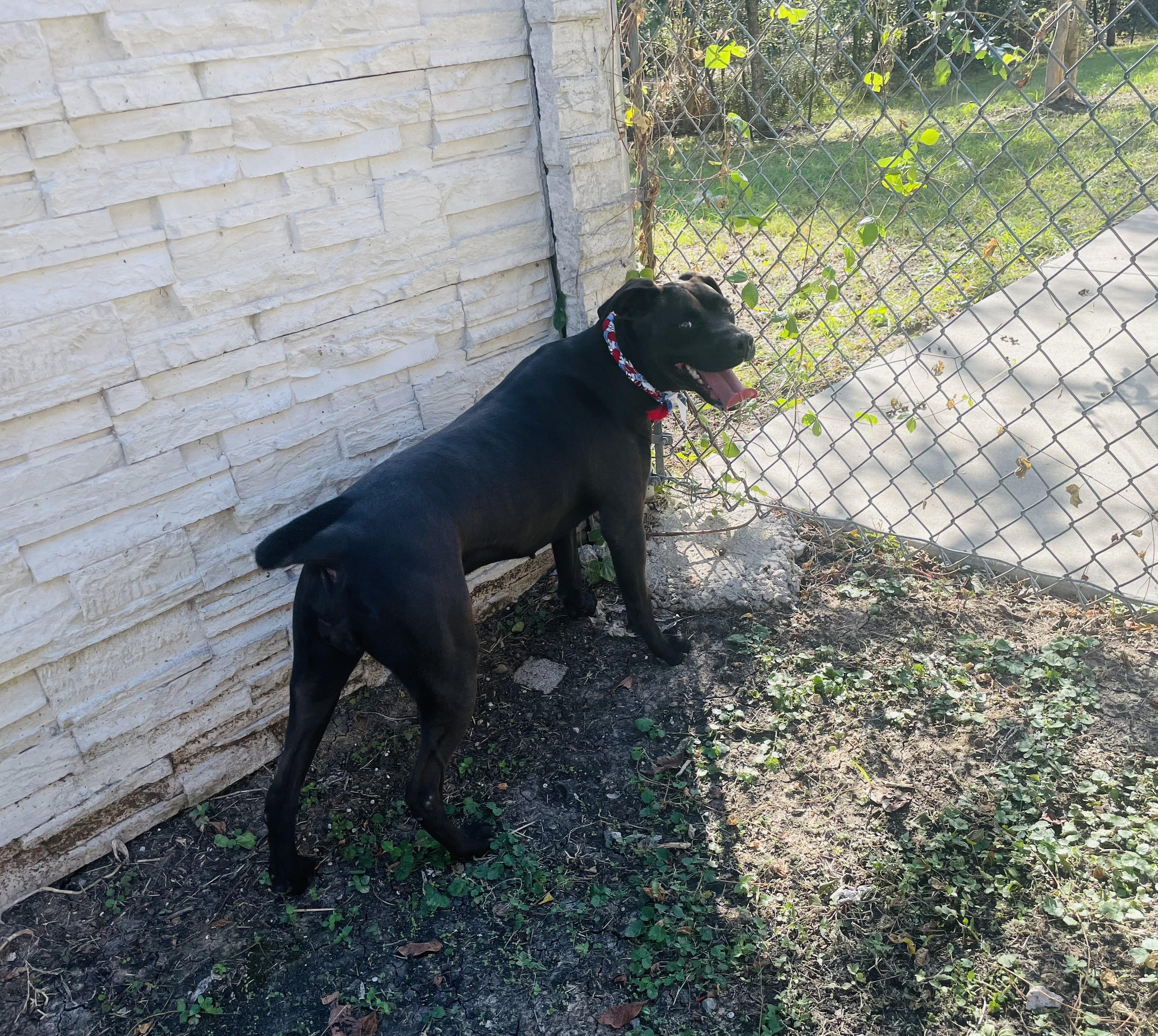 Enlarge Stormy, a Adoptable mixed breed in Seabrook, TX image 2/5