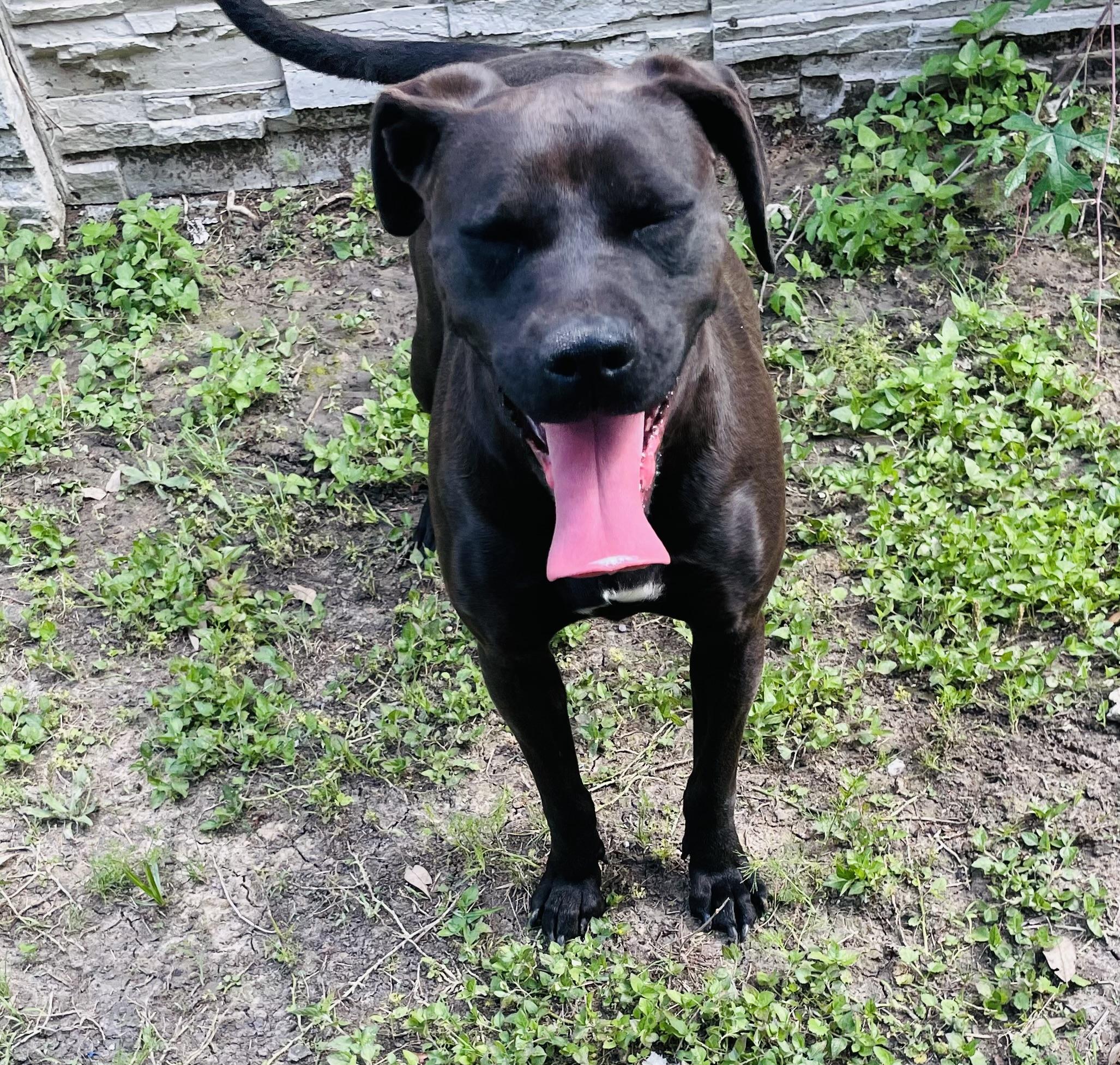 Joni (formerly Stormy), Adoptable, Young Female Pit Bull Terrier & Black Labrador Retriever.
