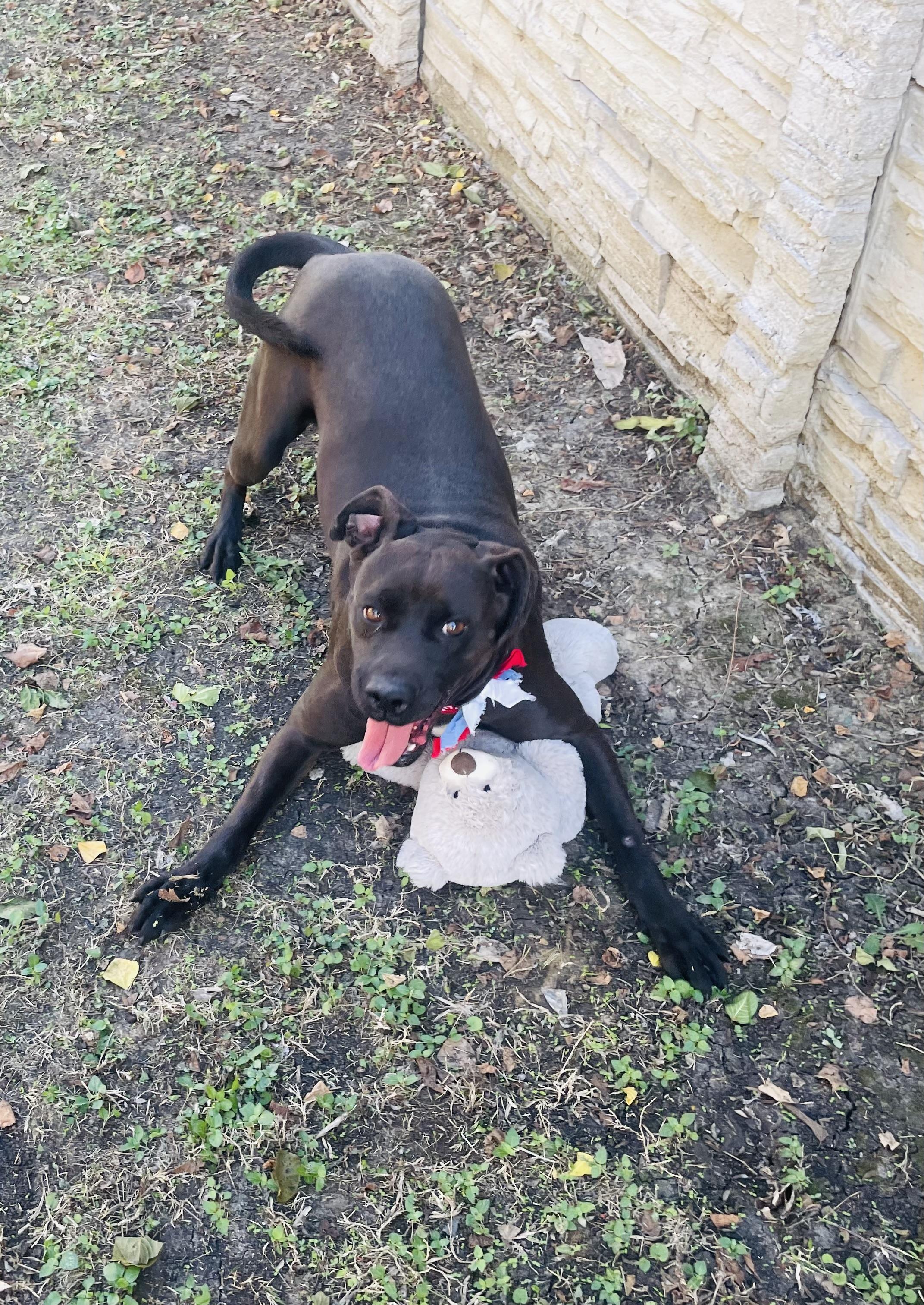 Joni (formerly Stormy), Adoptable, Young Female Pit Bull Terrier & Black Labrador Retriever.