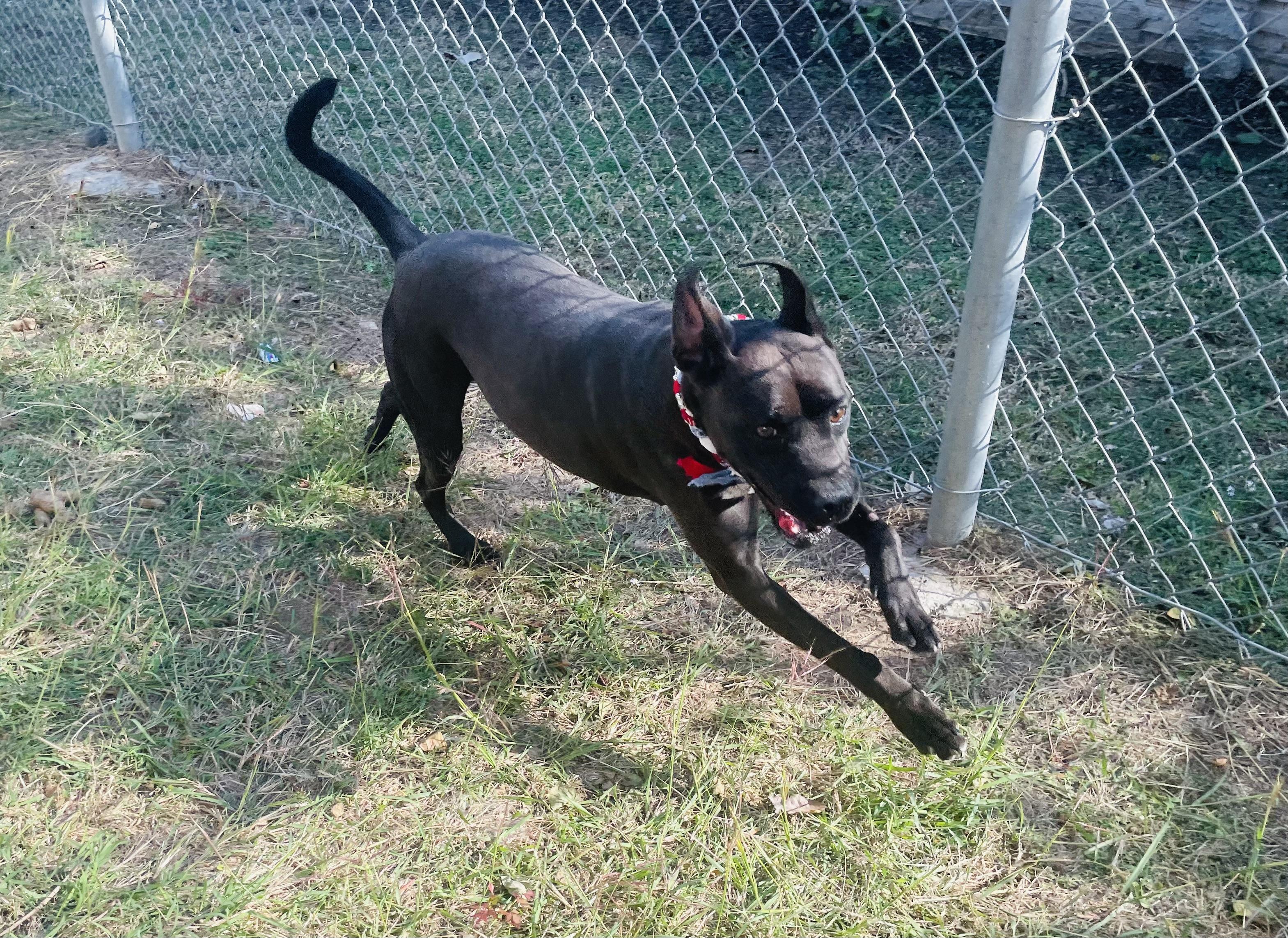 Enlarge Stormy, a Adoptable mixed breed in Seabrook, TX image 4/5