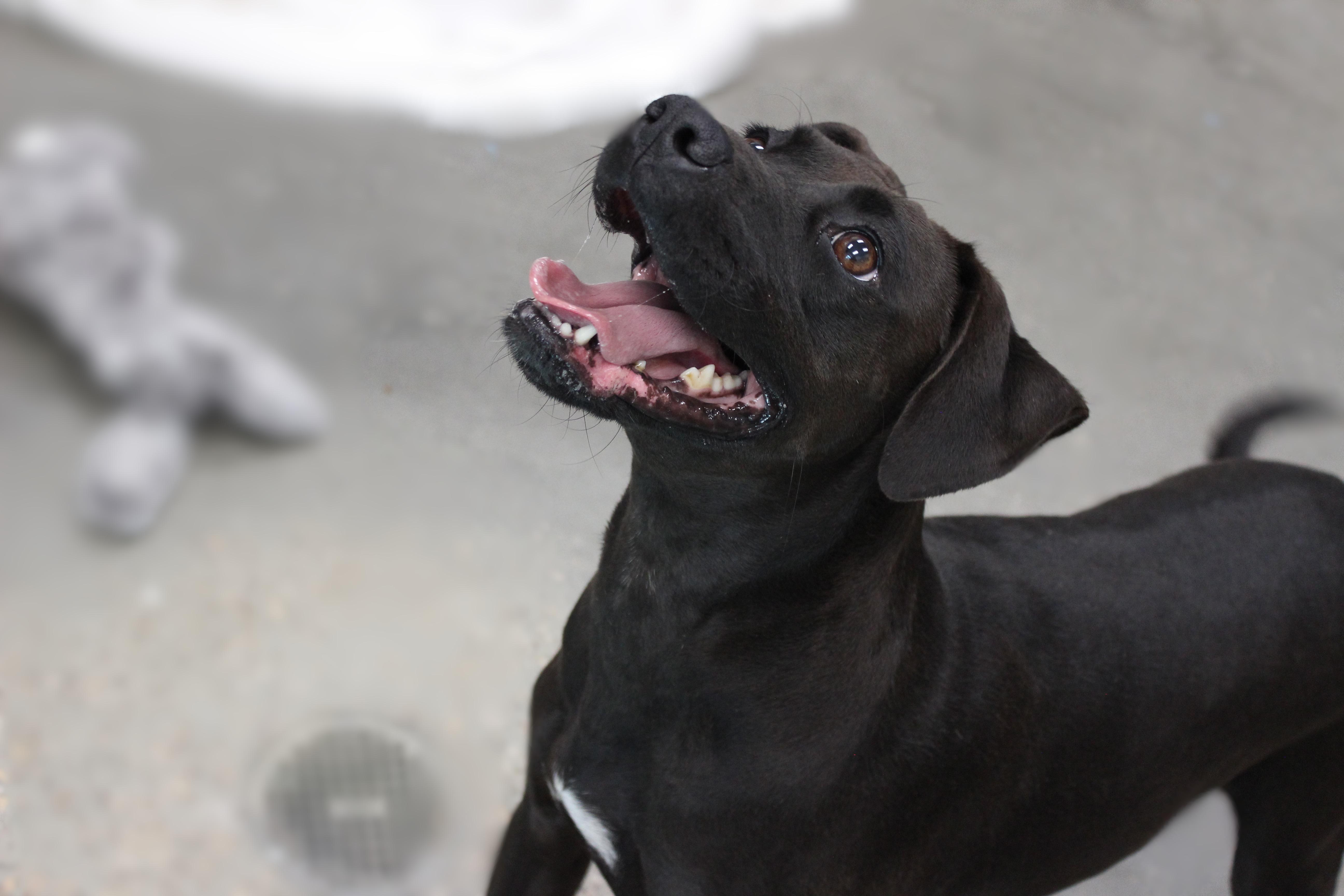 Stormy, Adoptable, Adult Female Terrier & Black Labrador Retriever.