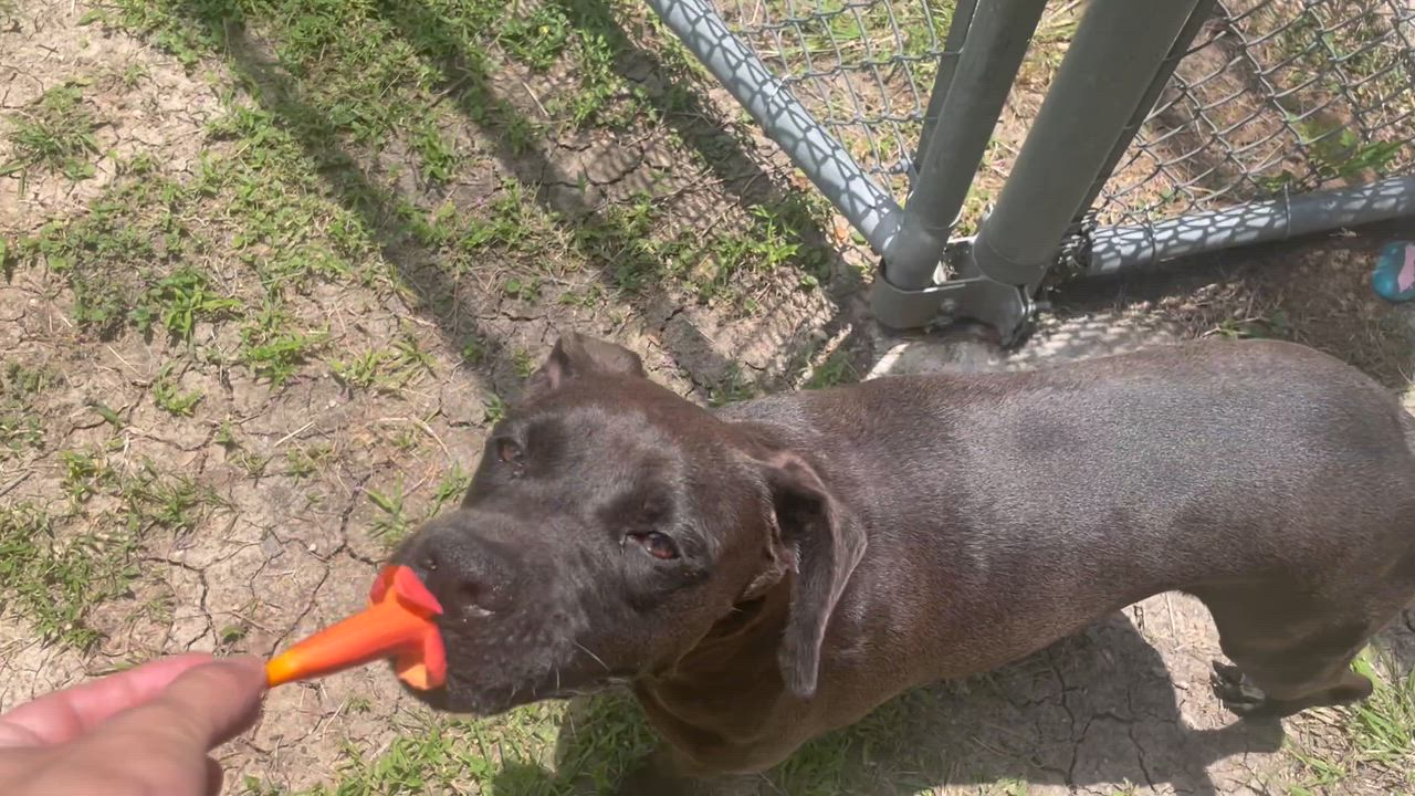 Enlarge Joni (formerly Stormy), a Adoptable mixed breed in Seabrook, TX video 2/6