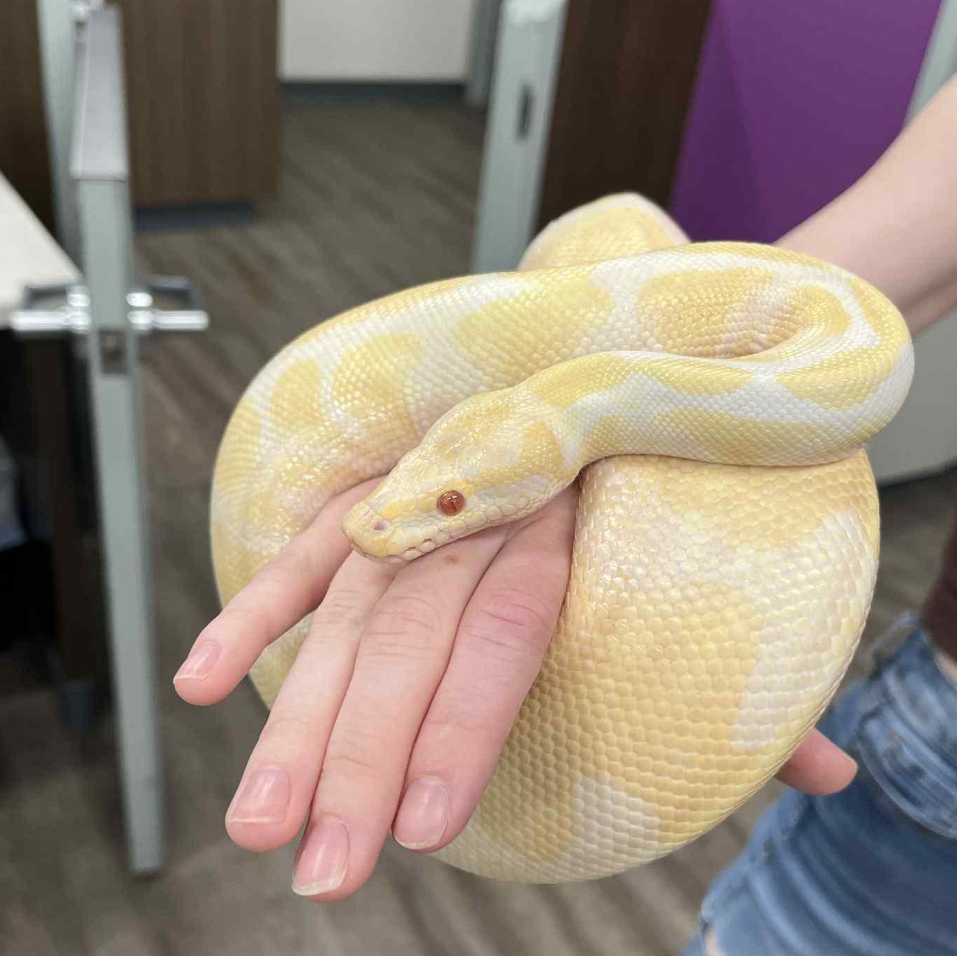 Spaghetti, Adult Male unknown