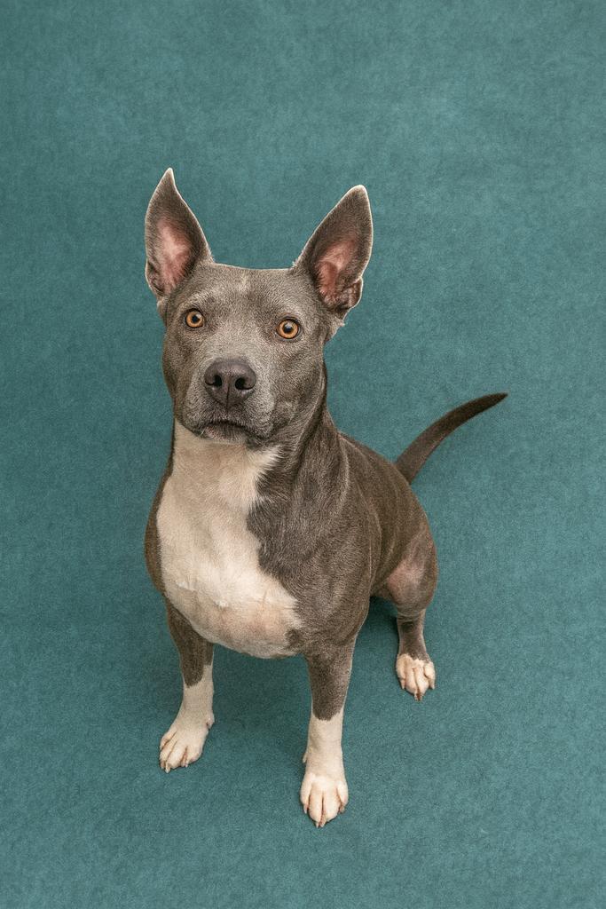 Bissell ✅, Adoptable, Adult Female Mixed Breed.