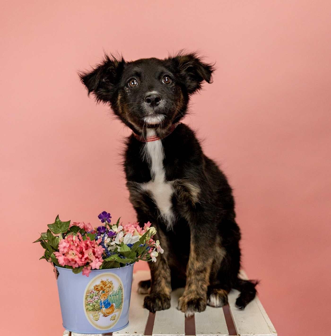 Enlarge 255-26, an adopted mixed breed in Brighton, CO image 1/1