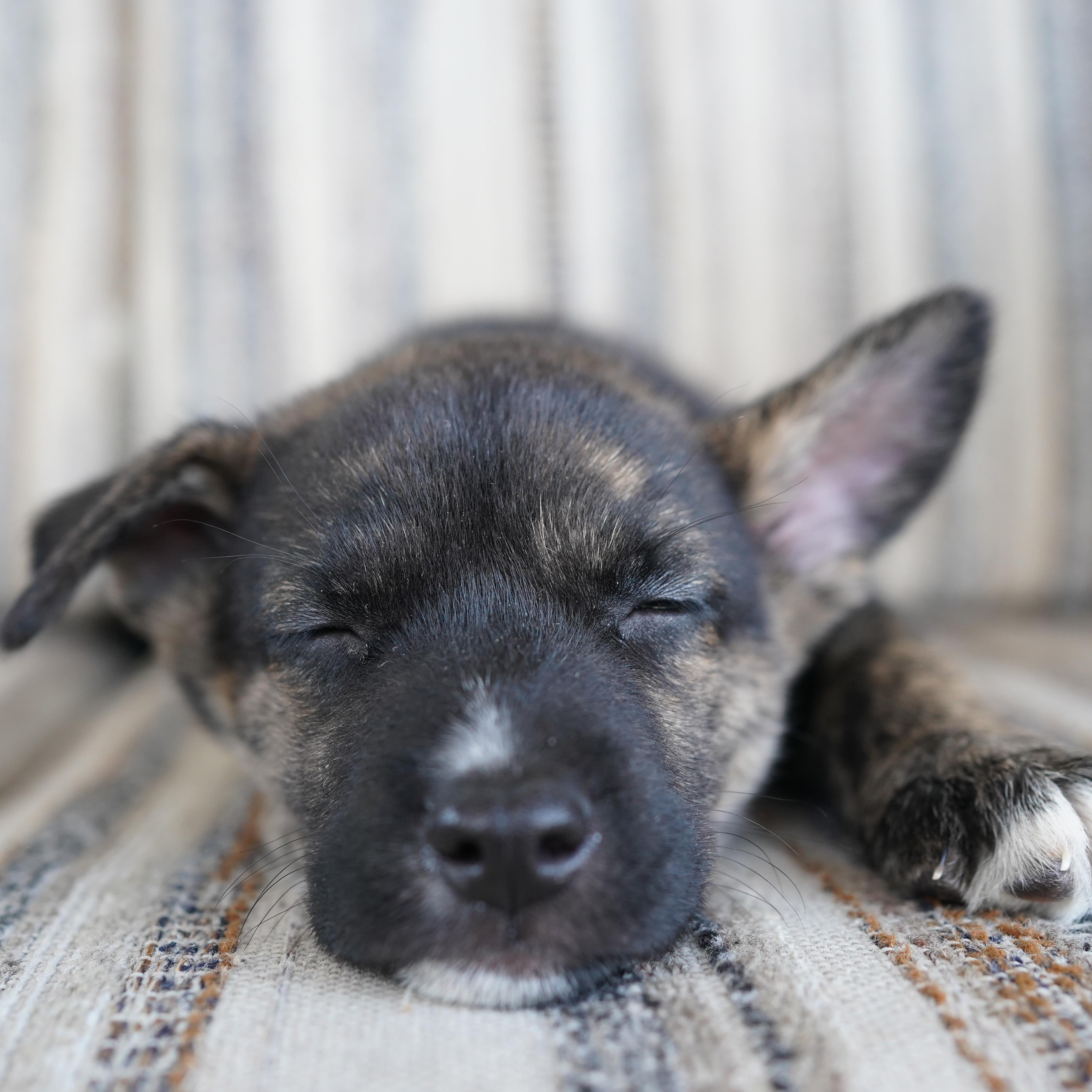 Enlarge Asher, a Adoptable mixed breed in Cypress, TX image 6/6