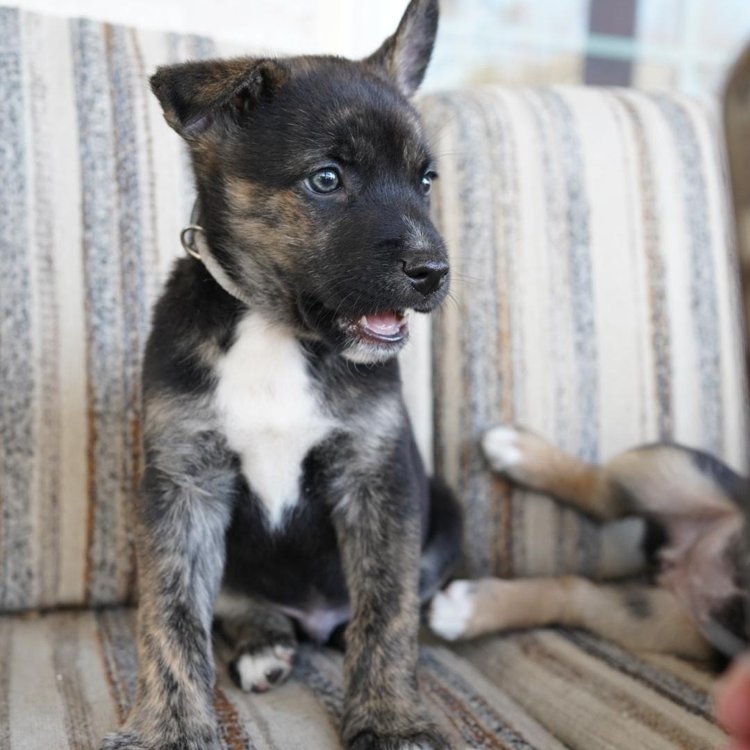 Enlarge Asher, a Adoptable mixed breed in Cypress, TX image 5/6