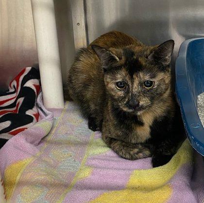 Renegade, Adoptable, Young Female Domestic Short Hair & Domestic Short Hair.