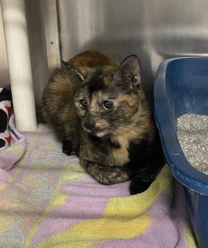 Enlarge Renegade, a Adoptable mixed breed in Hobart, IN image 2/3