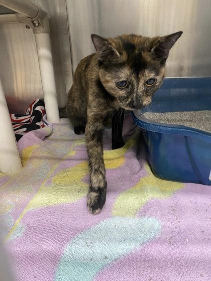 Enlarge Renegade, a Adoptable mixed breed in Hobart, IN image 3/3