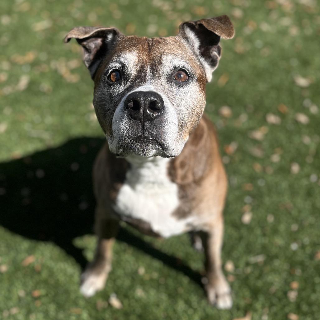 Siri — thumbnail 2