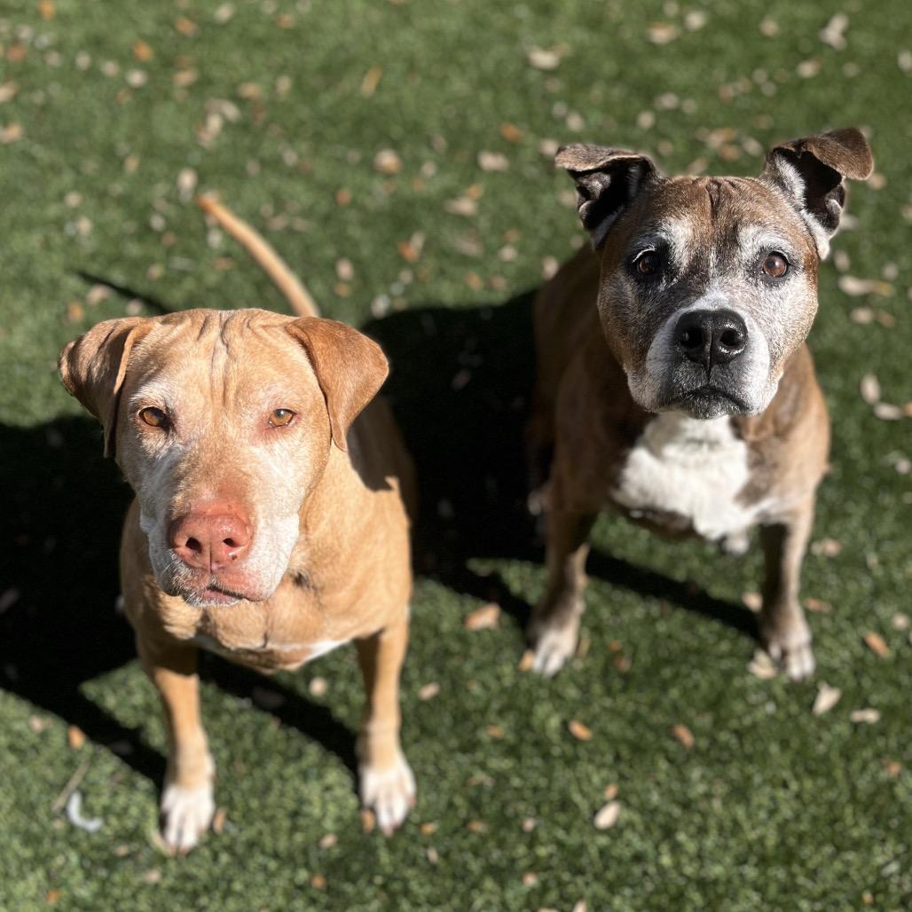 Siri — thumbnail 3