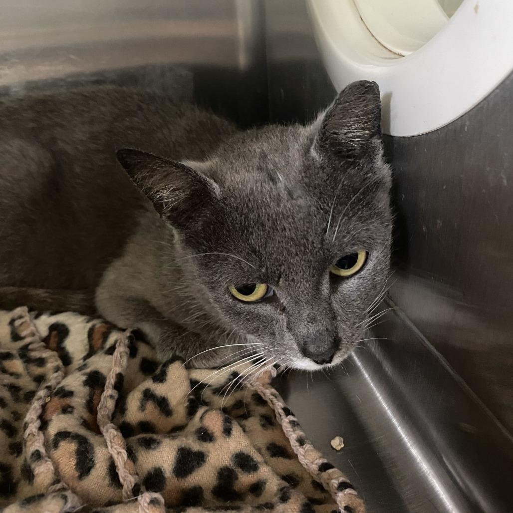 Enlarge Aeloria, a Adoptable Domestic Short Hair in Spruce Pine, NC image 1/1