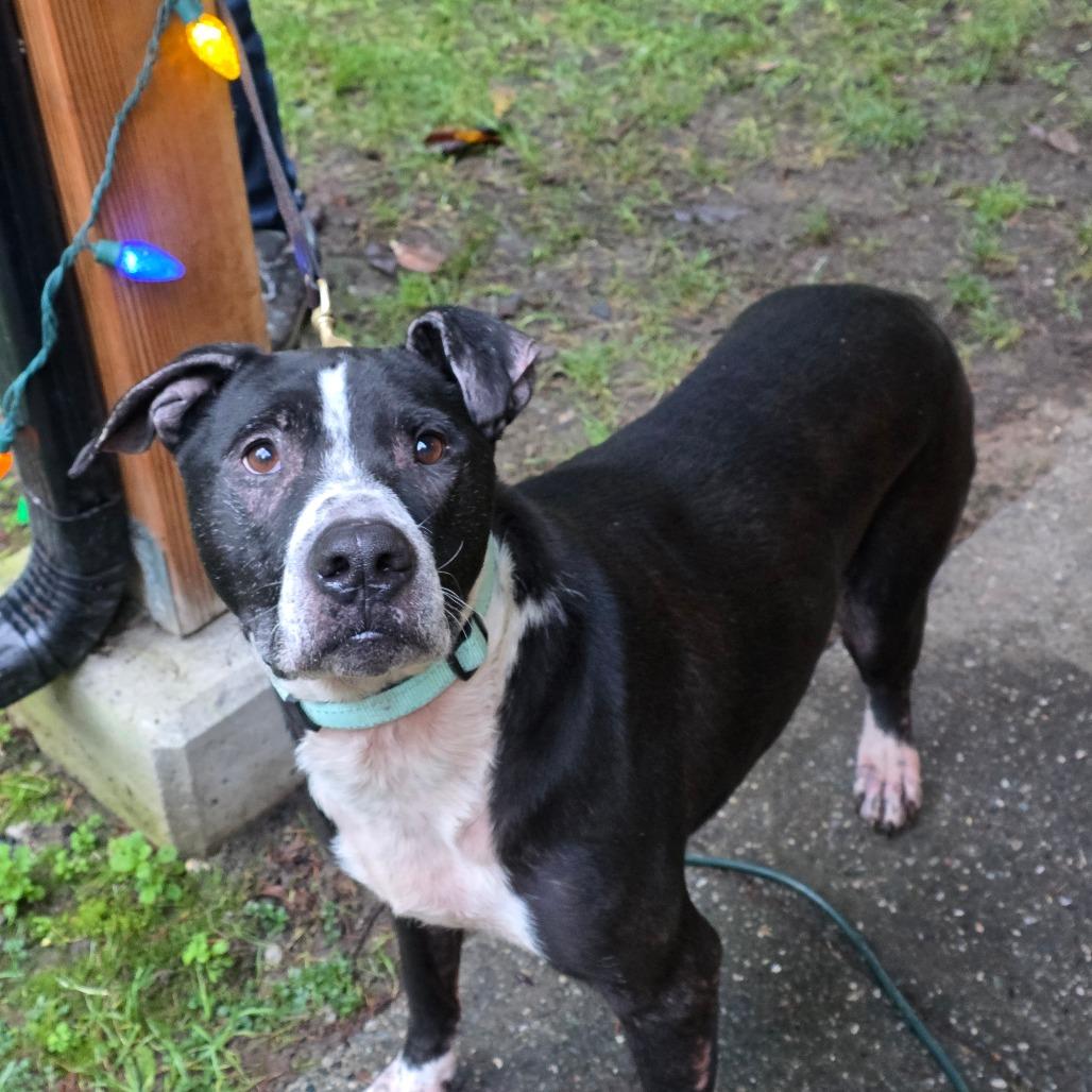 Bubbas, Adoptable, Adult Male Black Labrador Retriever.